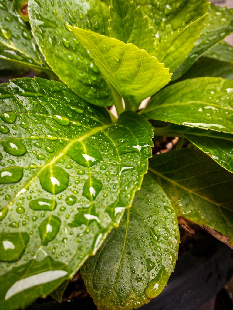 Raindrop on Leaf by Nissin